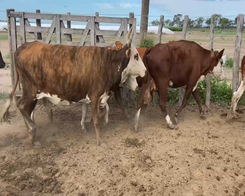 Lote 113 Vacas de invernar en Bandera, Santiago del Estero