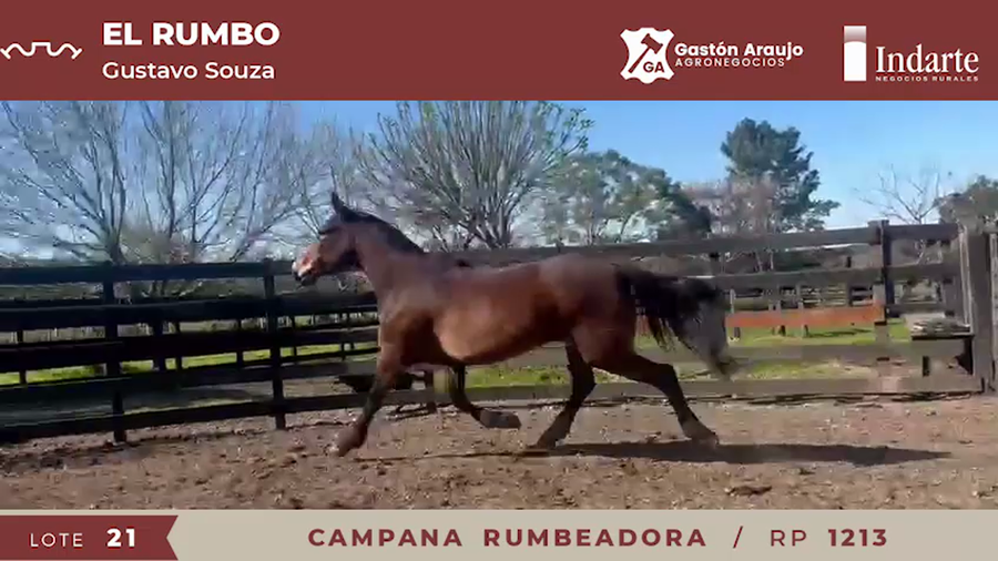 Lote CAMPANA RUMBEADORA