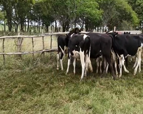 Lote NOVILLOS ENTRE 340-350KG