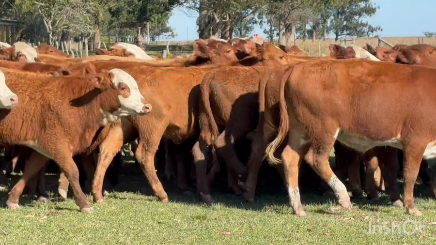 Lote 70 Terneras en Corrientes, Mercedes