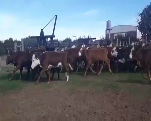 Lote 70 Terneras en Bella Vista, Corrientes