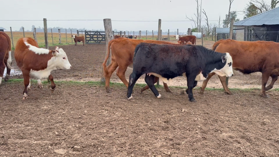 Lote 100 Terneras en Corrientes, Goya