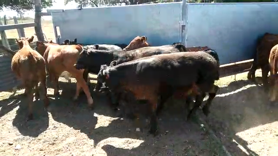 Lote (Vendido)16 Terneros ANGUS-LIMOUSIN-CARETA a remate en #29 Pantalla Carmelo 190kg -  en RADIAL JUAN LACAZE