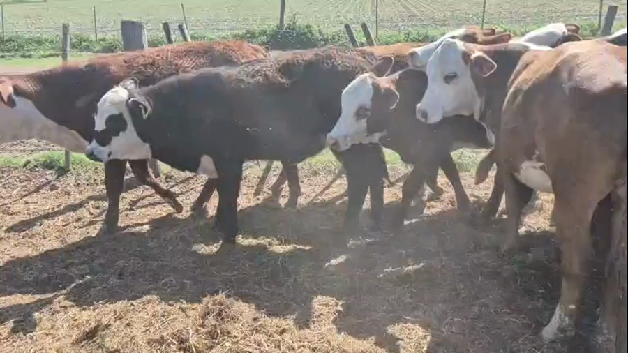 Lote 50 Terneros/as Cruza en Sunchales, Santa Fe