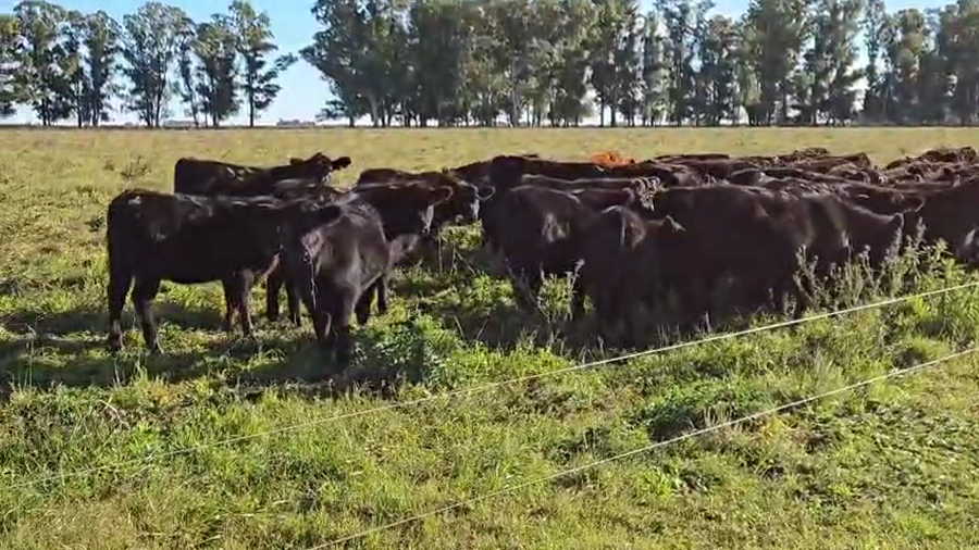 Lote 70 Terneras en Buenos Aires, Carlos Casares