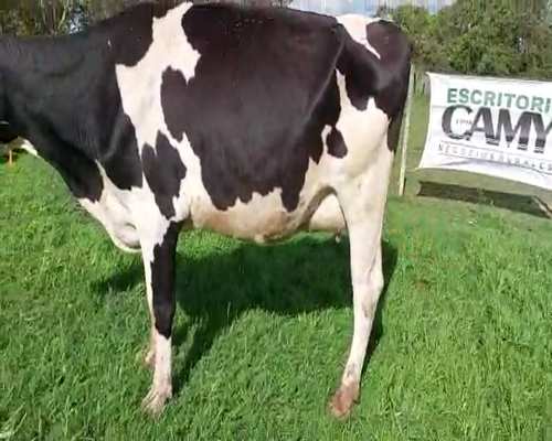 Lote 3 Vaca HOLANDO a remate en Remate Elite por Pantalla de Ganado Lechero 500kg - , San José