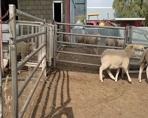 Lote (Vendido)20 Corderos HIGHLANDER a remate en #11 Remate de Pantalla 24kg - , Colonia