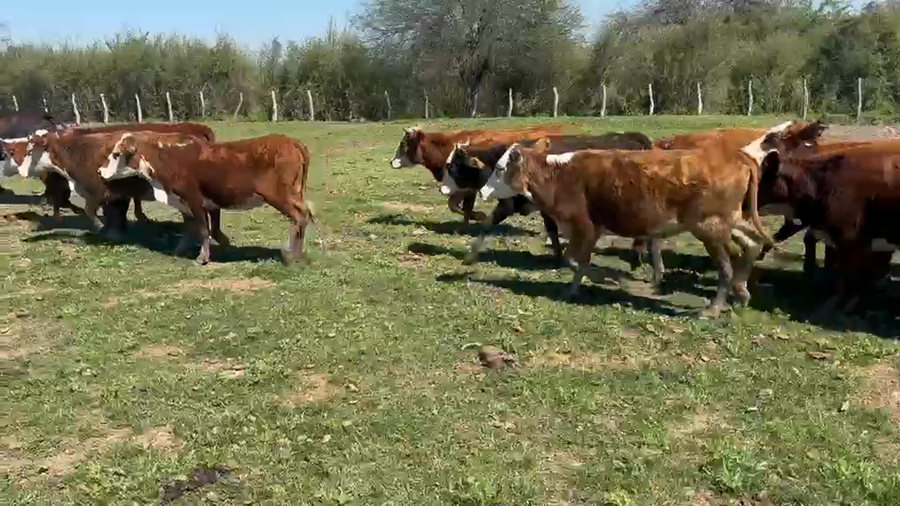 Lote 70 Terneras en Corrientes, Perugorría