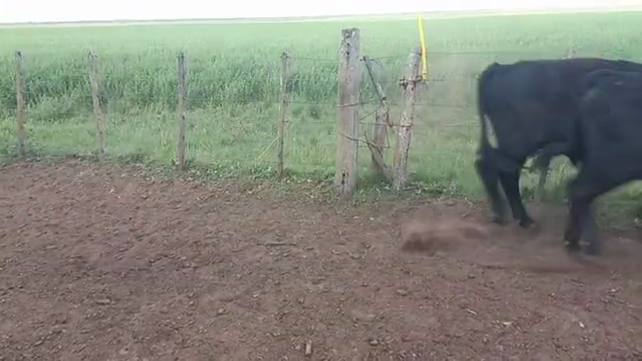 Lote 60 Novillitos en Buenos Aires, Daireaux