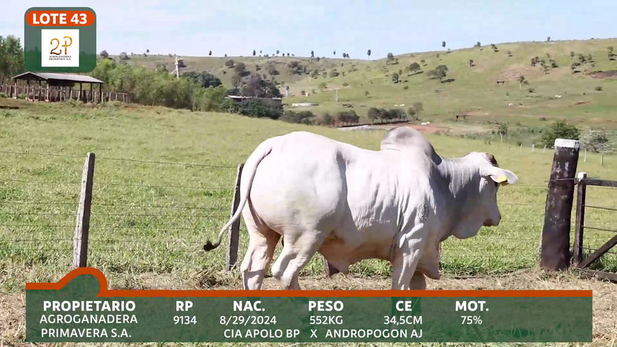 Lote 2P PRIMAVERA