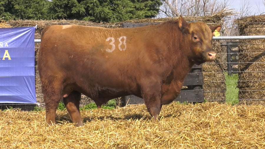 Lote TOROS ANGUS PURO CONTROLADO