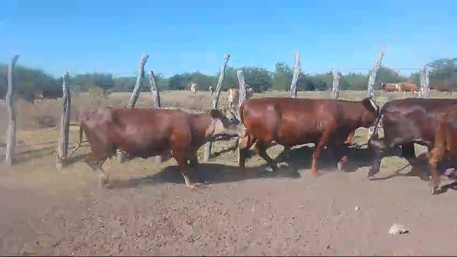Lote 21 Vacas  en Corrientes, Mercedes