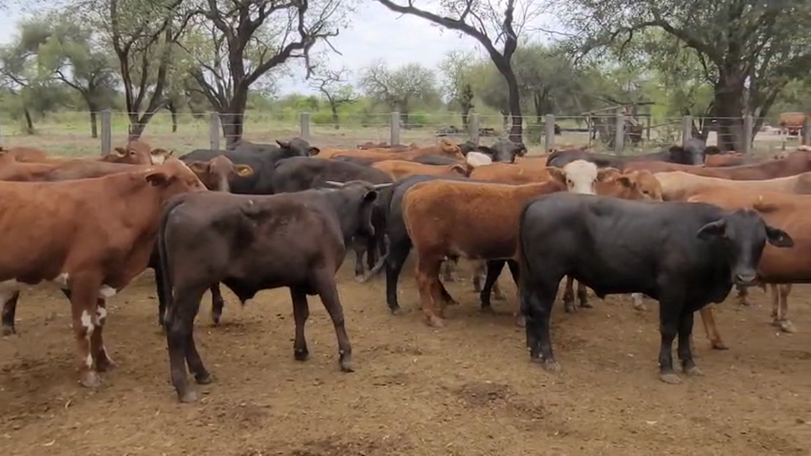 Lote 75 Novillitos
