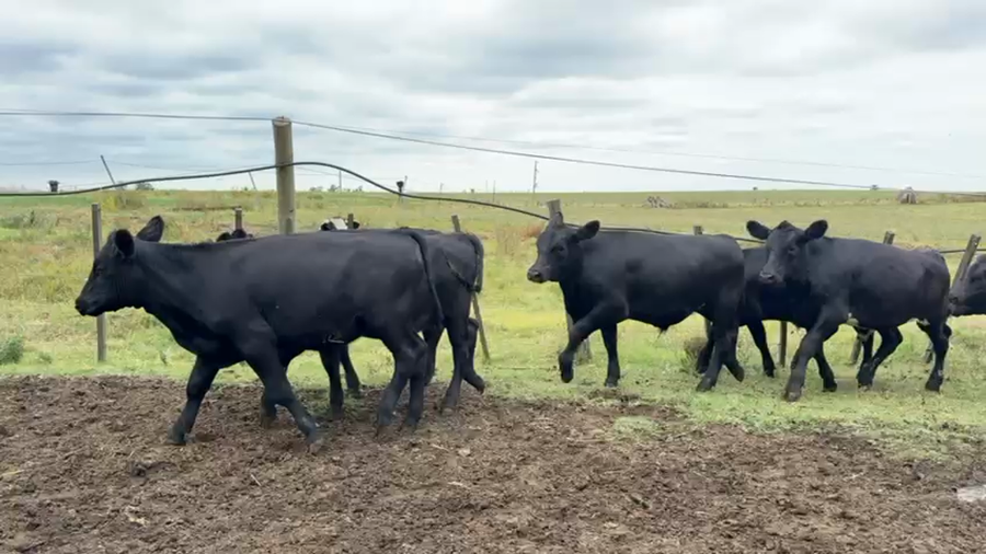 Lote TERNEROS Y TERNERAS