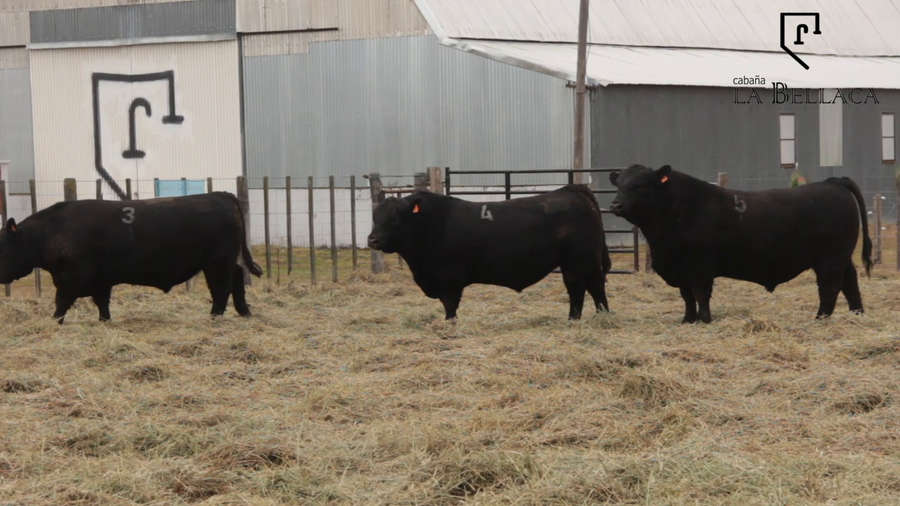 Lote TOROS PUROS CONTROLADOS
