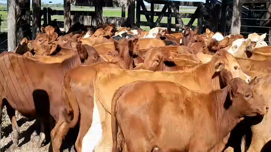 Lote 75 Terneros/as en Chaco, Machagai