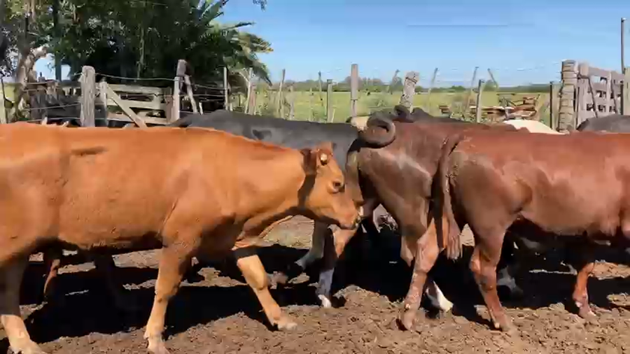 Lote 48 Novillitos