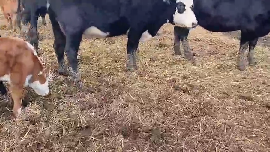 Lote 16 Piezas de cría a remate en Pantalla Camy, San José