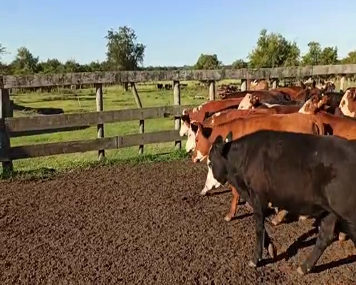 Lote 65 Terneros/as en Entre Ríos, San Salvador