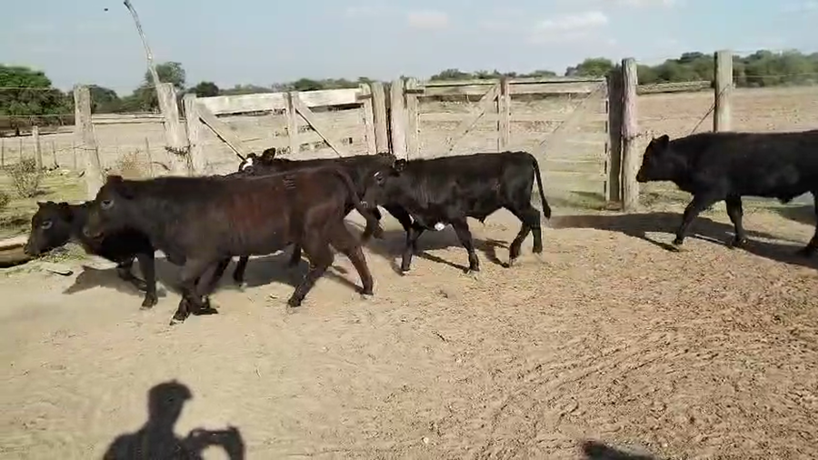 Lote 60 Terneros/as Aberdeen angus y Brangus en Vera, Santa Fe