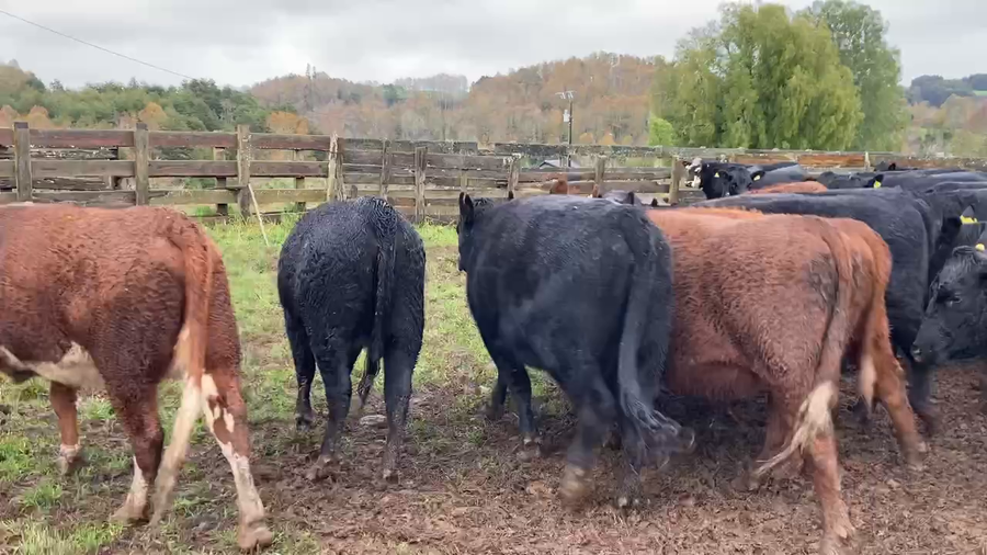 Lote 50 Vaquilla Engorda en Frutillar, X Región Los Lagos