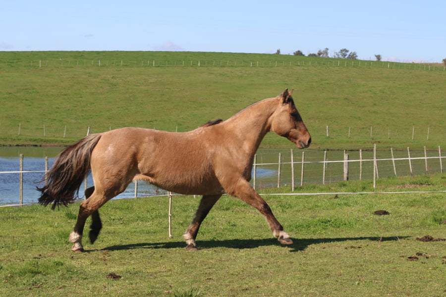 Lote ALMENDRA DEL CONVENTOS