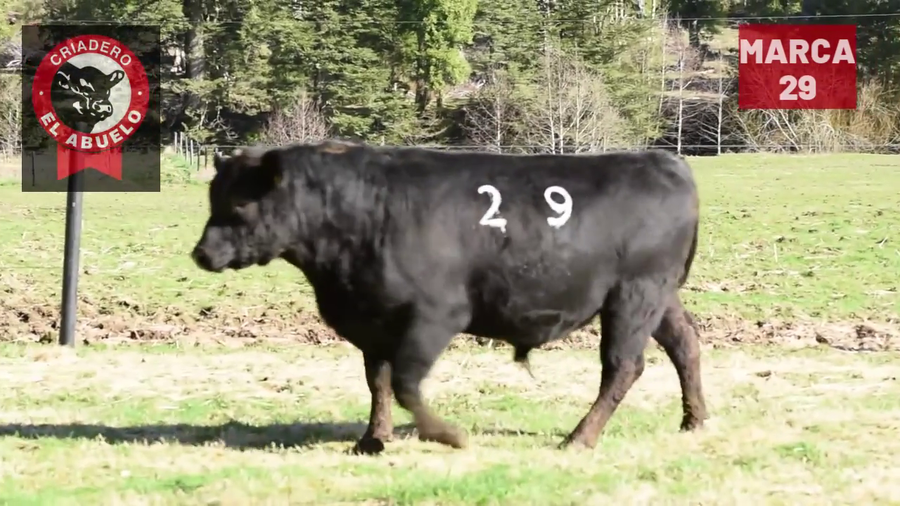 Lote 1 Toro