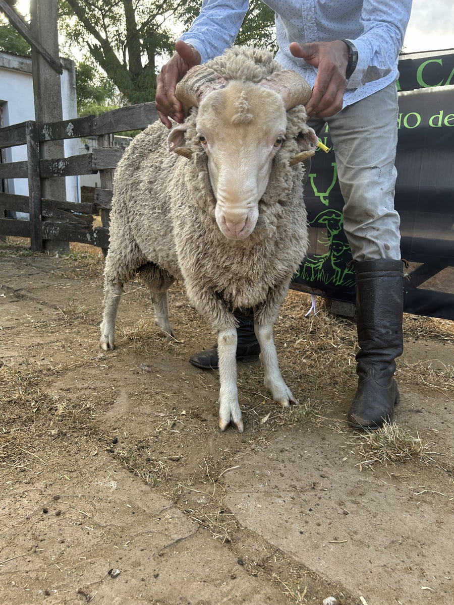 Lote Borrego 2D (MO: Si)