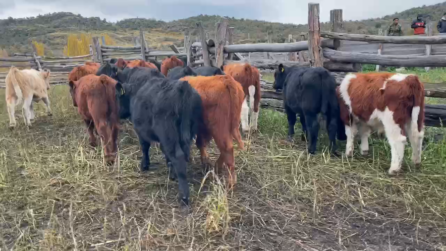 Lote 30 Ternero en Coyhaique, XI Región Aysén