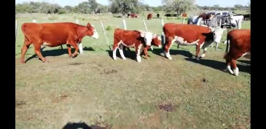 Lote 17 Vacas en Villaguay, Entre Ríos
