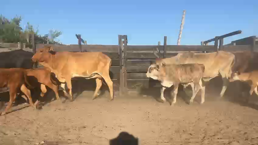 Lote 64 Vacas de cría en Canelones, San Luis