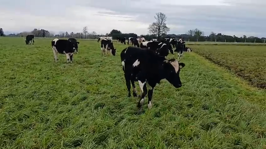 Lote 60 Novillo Engorda en Frutillar, X Región Los Lagos