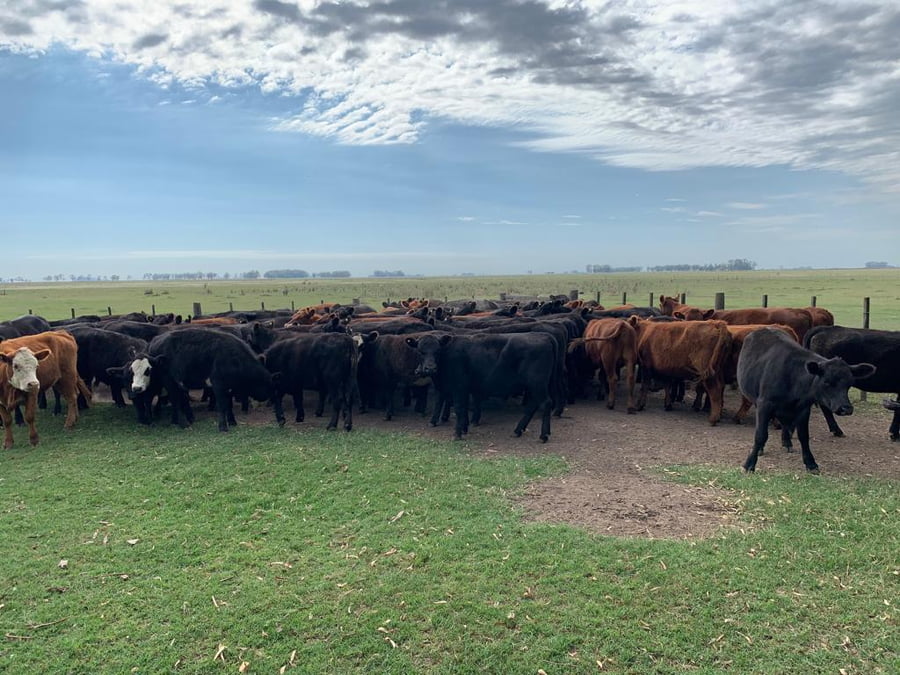 Lote 82 Terneros/as en Buenos Aires, Las Flores