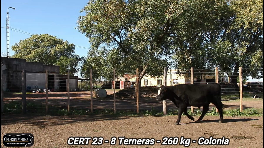 Lote 8 Terneras en Colonia