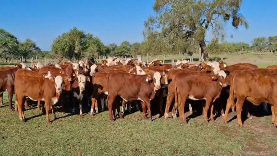 Lote 70 Terneras