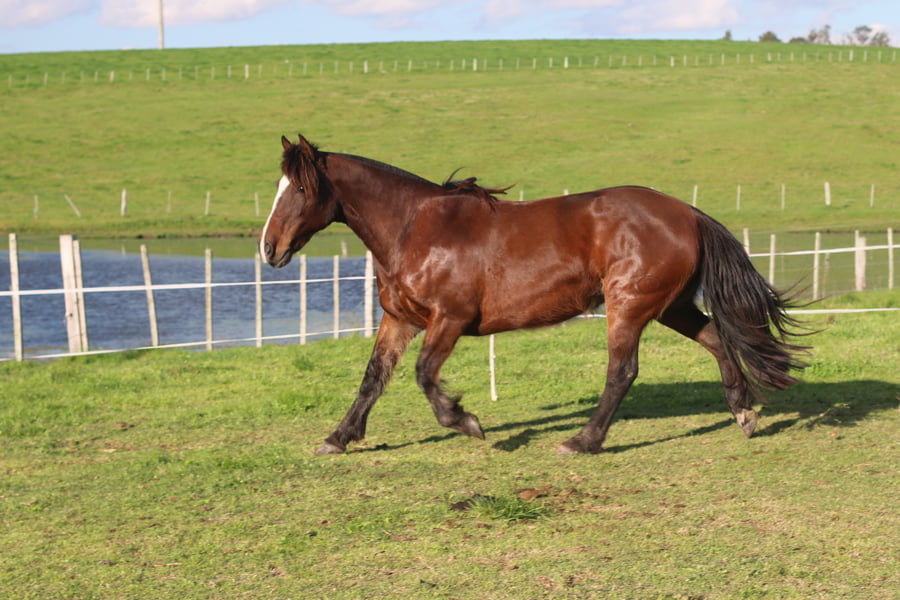 Lote SANTA GLORIA PATRIADA