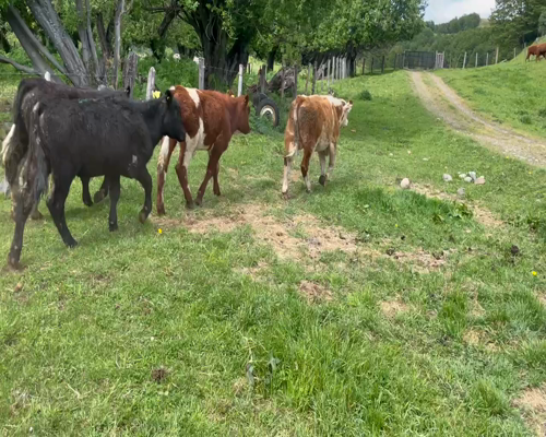 Lote 25 Ternero en Coyhaique, XI Región Aysén