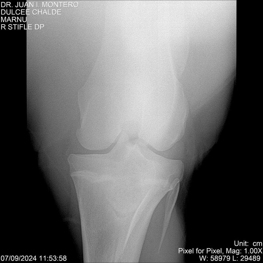 Lote DULCE CHANDEE (Arg)