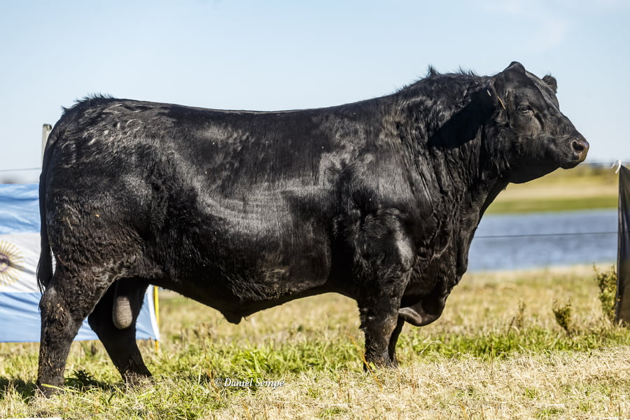 Lote Selección de Toros Surangus
