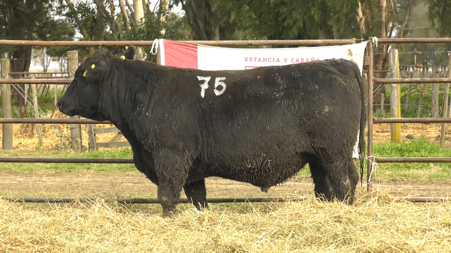 Lote TOROS ANGUS NEGROS  PC