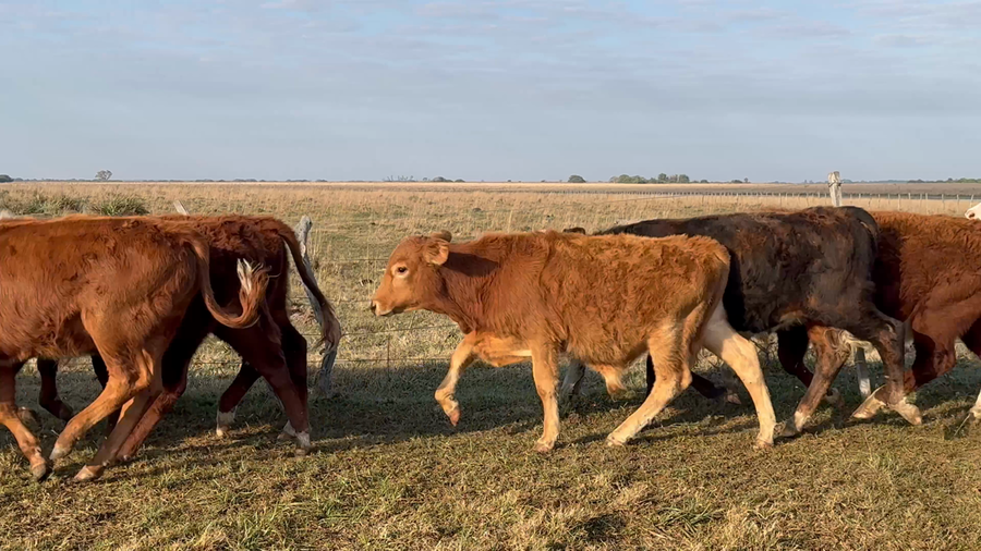 Lote 31 Terneros en Corrientes, Nueve de Julio