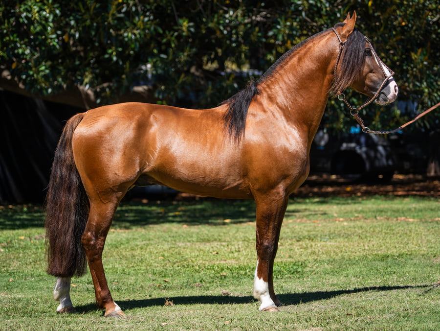 Lote KATUPYRY ANCHICO