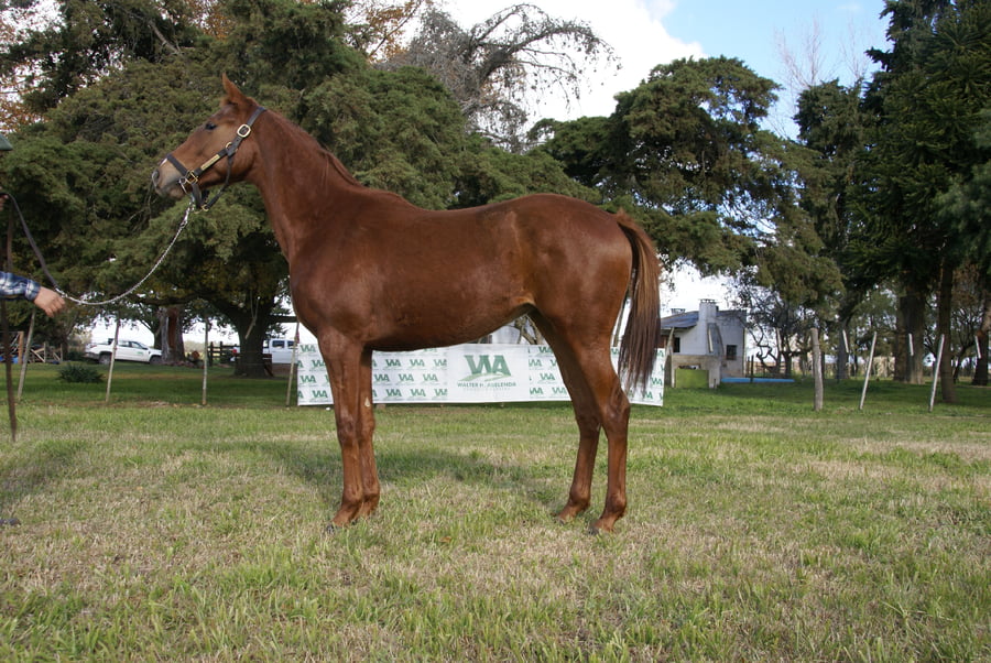 Lote LEOPARDA Q