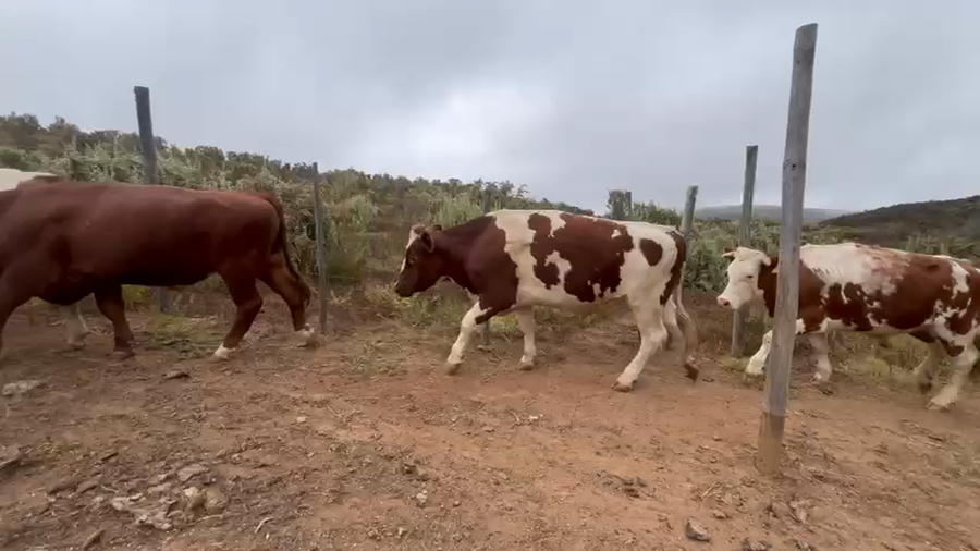 Lote 30 Novillo Gordo en Los Vilos, IV Región Coquimbo