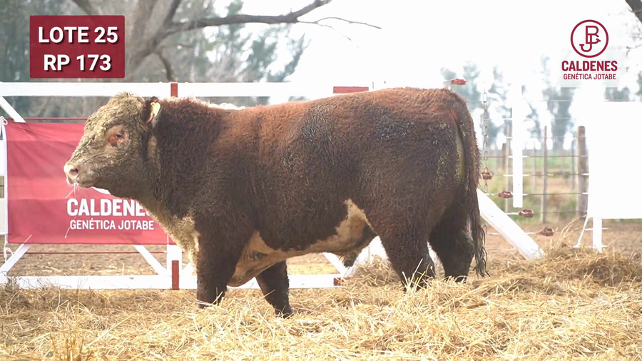 Lote Toro PR