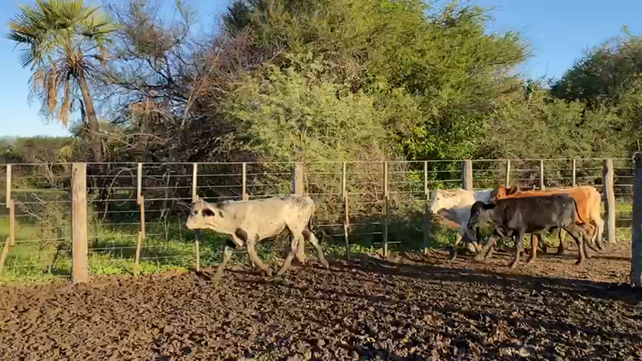 Lote 120 Terneros en Pto. Eva Perón, Chaco