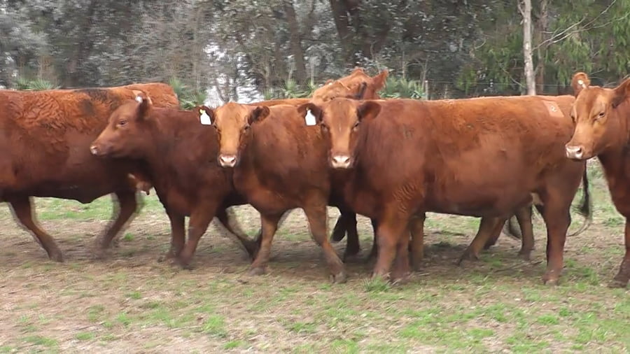 Lote VAQUILLONAS GENERALES PREÑADAS