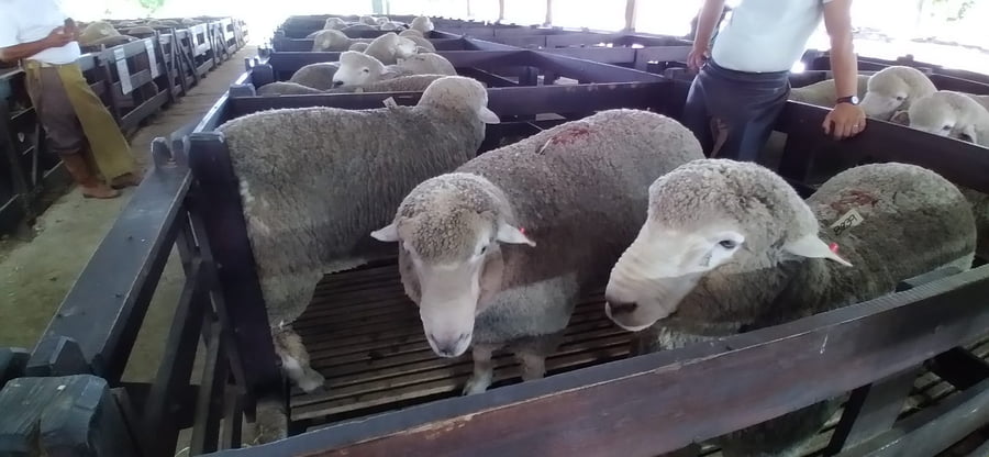 Lote 3 borregos pedigree 2dts planteleros