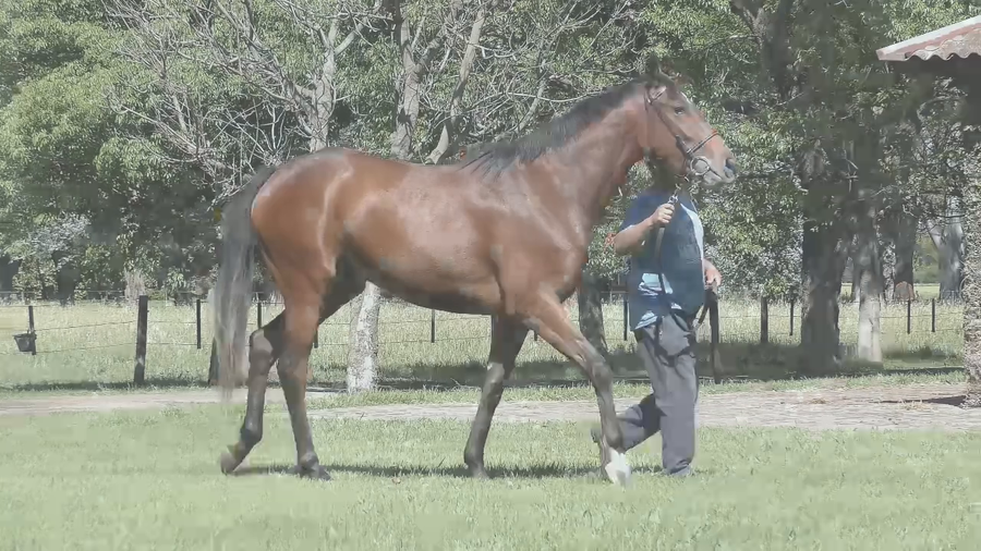 Lote TRAMLINE (SIXTIES SONG -  THE INFORMATION)