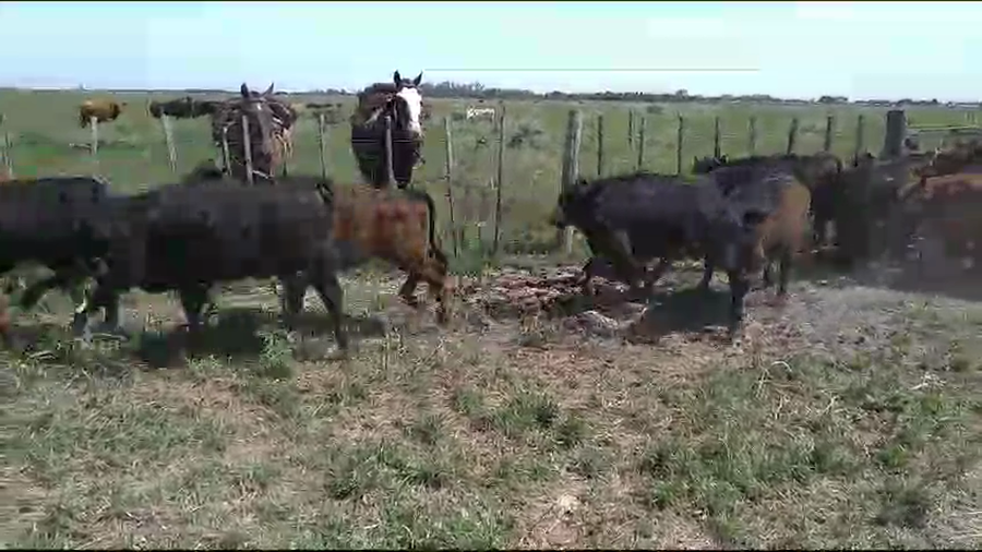 Lote 40 Terneros/as en Brandsen, Buenos Aires